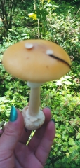 Gemmatae