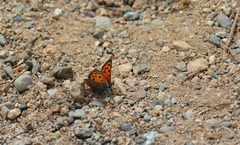 Lycaena phlaeas hypophlaeas