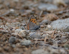 Lycaena phlaeas hypophlaeas