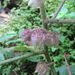 Solanum involucratum - Photo (c) Bramadi Arya, alguns direitos reservados (CC BY-NC), uploaded by Bramadi Arya