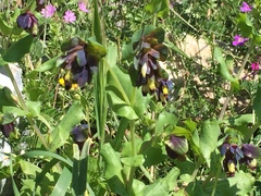 Cerinthe retorta