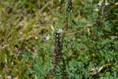 Dalea minutifolia