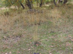 Elymus caninus