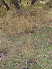 Elymus caninus