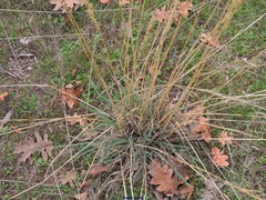 Elymus caninus