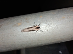 Creatonotos gangis-interrupta agg