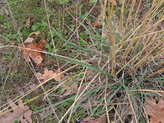 Elymus caninus