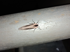 Creatonotos gangis-interrupta agg