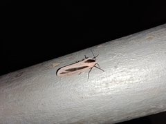 Creatonotos gangis-interrupta agg