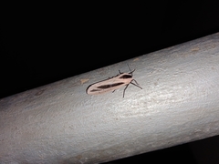 Creatonotos gangis-interrupta agg