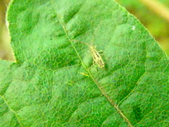 Entomobrya muscorum