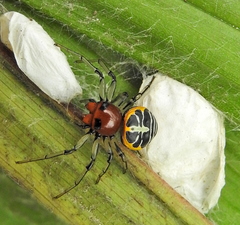 Camaricus nigrotesselatus