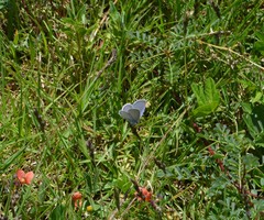 Cupido comyntas texana