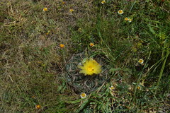 Coryphantha pycnacantha
