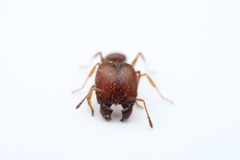 Pheidole pilifera