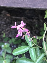 Desmodium