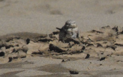 Chordeiles rupestris