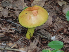 Pulveroboletus