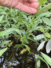 Hydrolea quadrivalvis