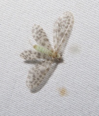 Nallachius americanus