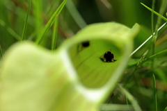 Exyra semicrocea