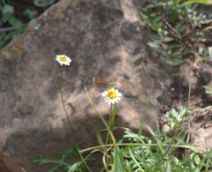 Lerodea eufala eufala
