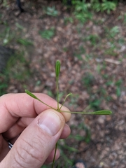 Osmorhiza depauperata