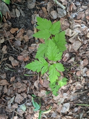 Osmorhiza depauperata