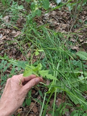 Osmorhiza depauperata