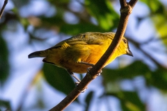 Euphonia imitans