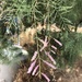 photo of Saltcedar (Tamarix ramosissima)