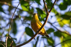Euphonia imitans