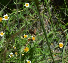 Piruna cyclosticta