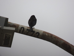 Molothrus aeneus