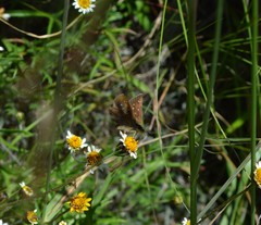 Piruna cyclosticta