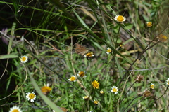 Piruna cyclosticta