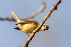 Camptostoma obsoletum