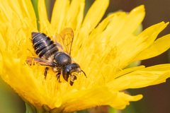 Megachile inermis