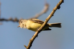 Camptostoma obsoletum