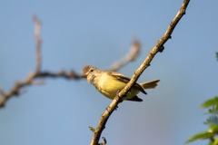 Camptostoma obsoletum