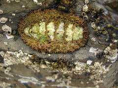 Plaxiphora biramosa image
