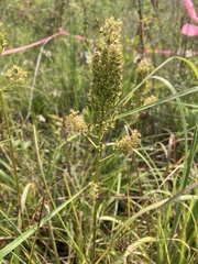Stenanthium tennesseense