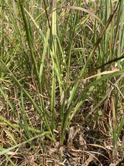 Stenanthium tennesseense