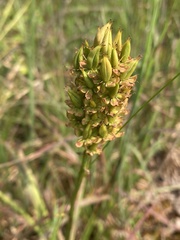 Stenanthium tennesseense