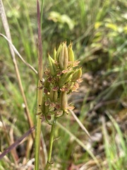 Stenanthium tennesseense