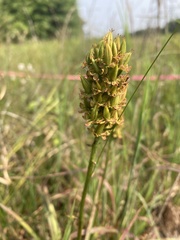Stenanthium tennesseense