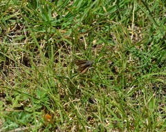 Atalopedes campestris huron