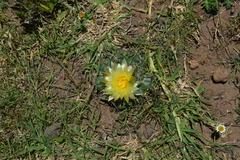 Coryphantha pycnacantha