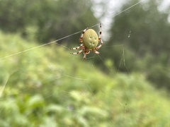 Araneus trifolium