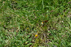 Atalopedes campestris huron